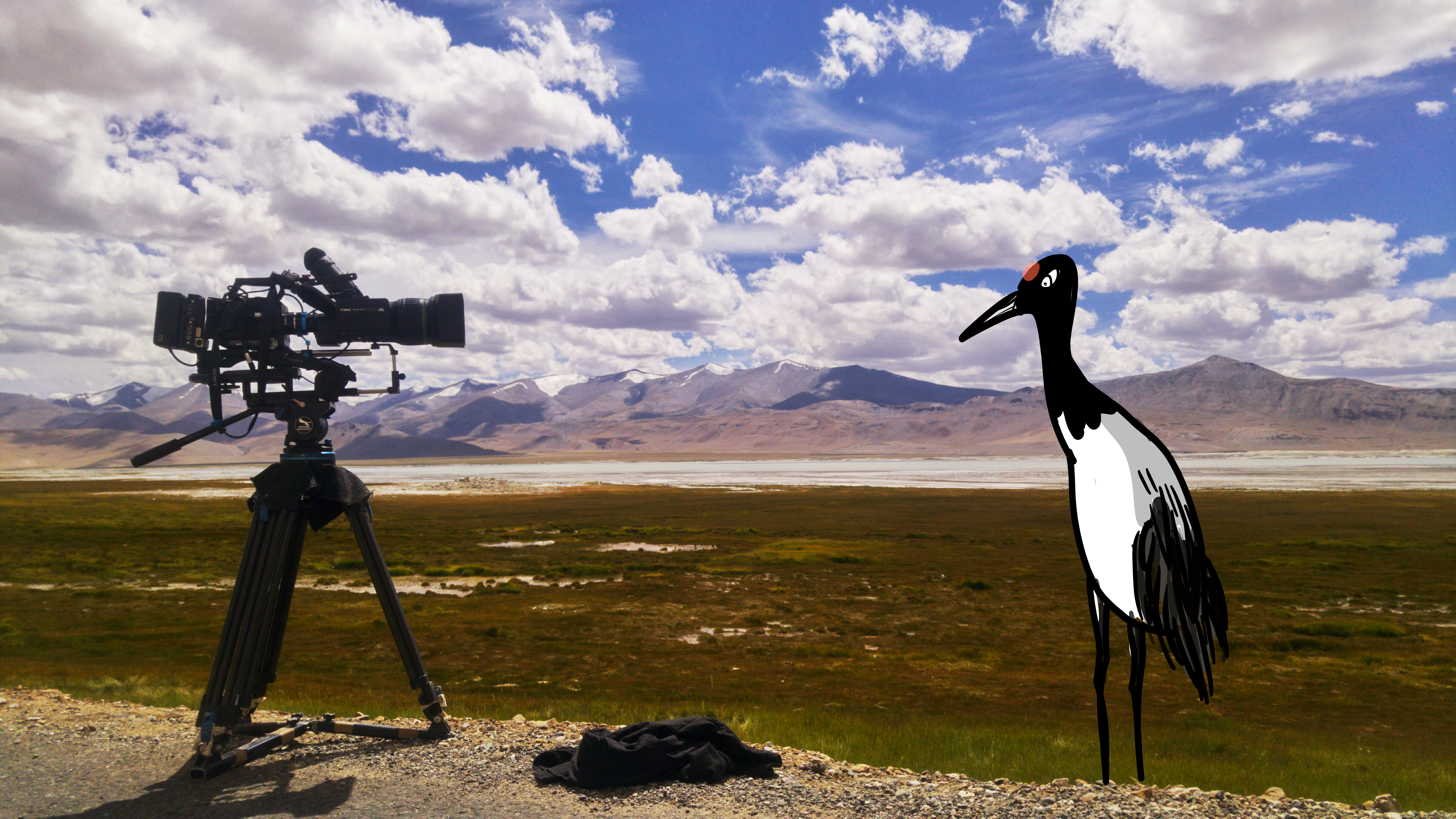 Fantastic Beasts and where to find them: Ladakh